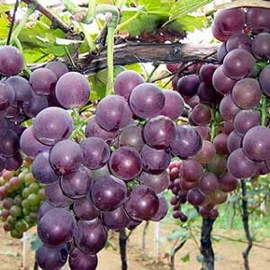 栽种葡萄