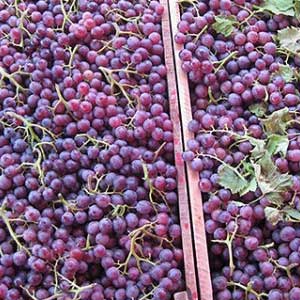 葡萄栽种