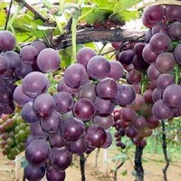 为什么种植葡萄的好季节在秋季