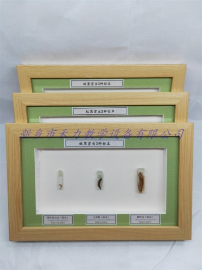 农业害虫标本 蛀果害虫标本展示 昆虫标本销售