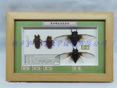 昆虫生活史标本厂家销售 黑蚱蝉生活史标本教学展示标本