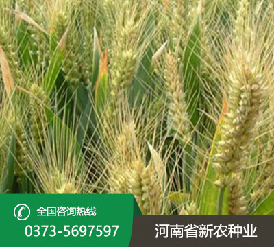 豫農035小麥種子