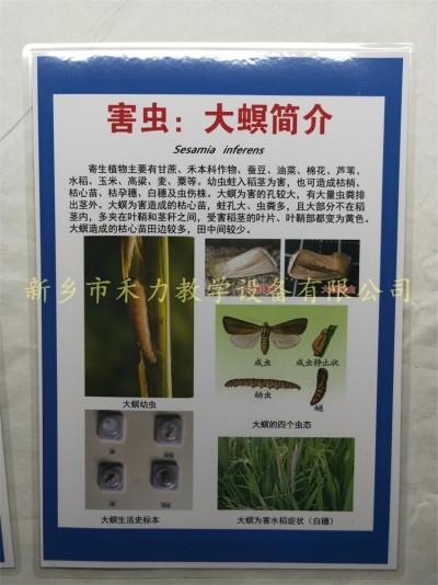 水稻害虫挂图大螟简介农作物害虫挂图展示