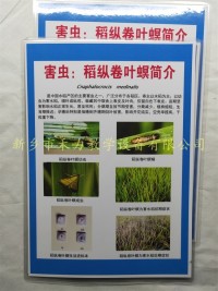 水稻害虫标本稻纵卷叶螟教学挂图展示​