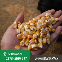 玉米种子