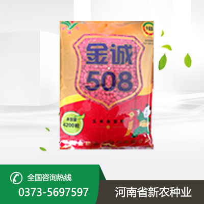 玉米种子