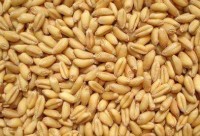 小麦种子在存放时应当注意什么