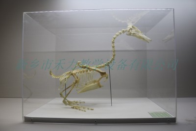 鸭骨骼标本骨骼教学展示标本