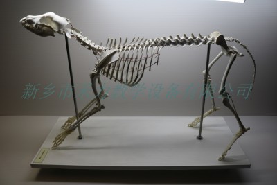 宠物狗骨骼标本畜牧兽医标本