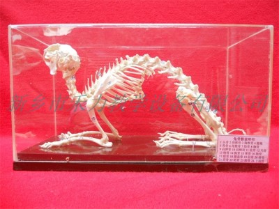 兔骨骼標本實驗教學標本