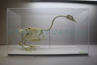 鹅骨骼标本家禽家畜骨骼标本
