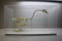 鵝骨骼標本家禽家畜骨骼標本