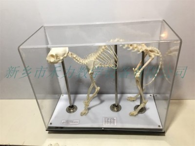 羊骨骼标本教学骨骼标本