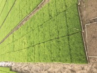 水稻育苗基质成品