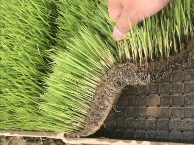 有机水稻育秧基质