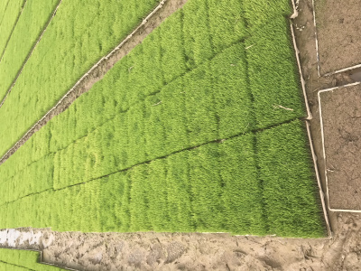 有机水稻育秧基质