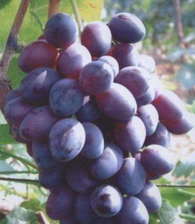 龙宝葡萄