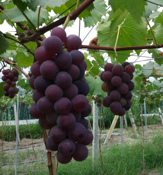 葡萄品種