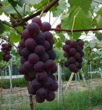 葡萄采摘园户主介绍成熟期的葡萄如何管理