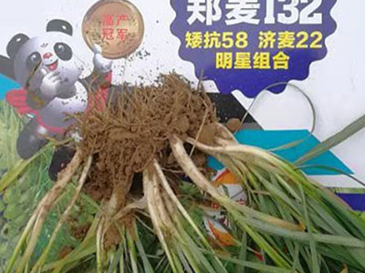 抗旱小麥大田用種