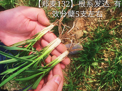 丰产小麦新品种