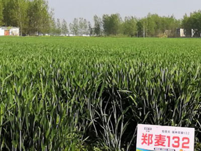 丰产小麦
