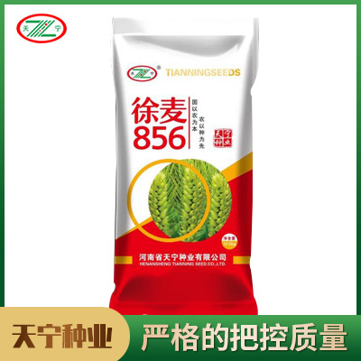 徐麦856