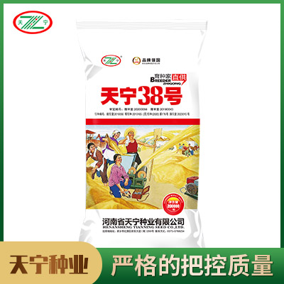 天寧38號