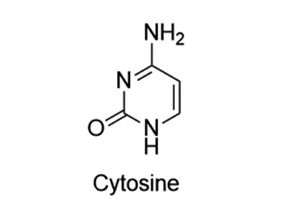 6-氨基-2-羰基嘧啶