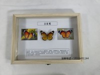 蝴蝶標本金斑蝶標本
