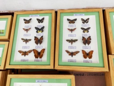 昆虫分类标本蝴蝶标本教学标本