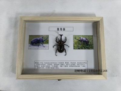 昆虫标本独角仙标本