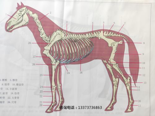 教學掛圖馬骨骼掛圖