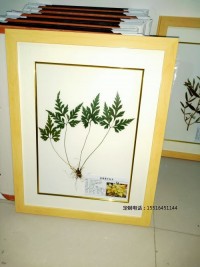 植物臘葉標本黃連標本