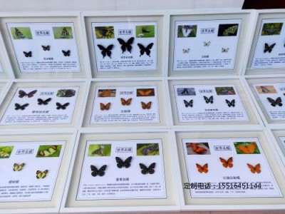 蝴蝶標本教學標本世界名蝶標本
