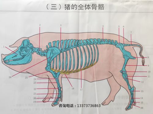 教學掛圖豬骨骼掛圖