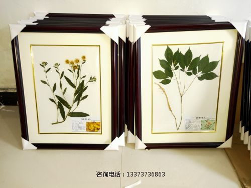 植物臘葉標(biāo)本旋覆花_人參.jpg