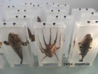 海洋動物教學標本海洋動物浸制標本