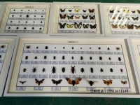 昆蟲分類標本教學標本