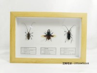 昆蟲標本教學標本天牛 扁鍬標本