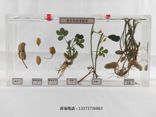 植物浸制標(biāo)本生長(zhǎng)史標(biāo)本花生.jpg