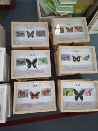 蝴蝶標本教學標本