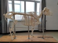 牛骨骼標本教學標本