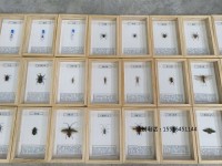 昆蟲標本展示標本