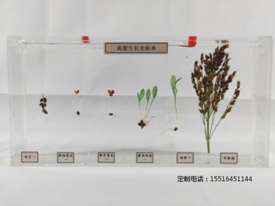 植物浸制标本高粱生长史标本教学标本