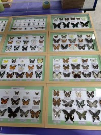 蝴蝶标本蝴蝶展示标本
