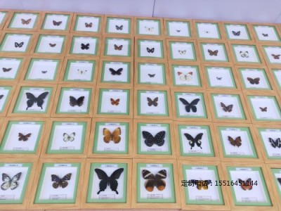 昆虫分类标本蝴蝶标本展示标本