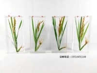 植物浸制标本水稻标本