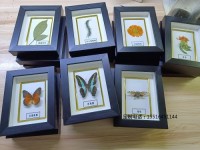 蝴蝶標本植物葉片標本