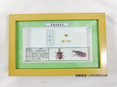 昆虫分类标本储粮害虫玉米象标本